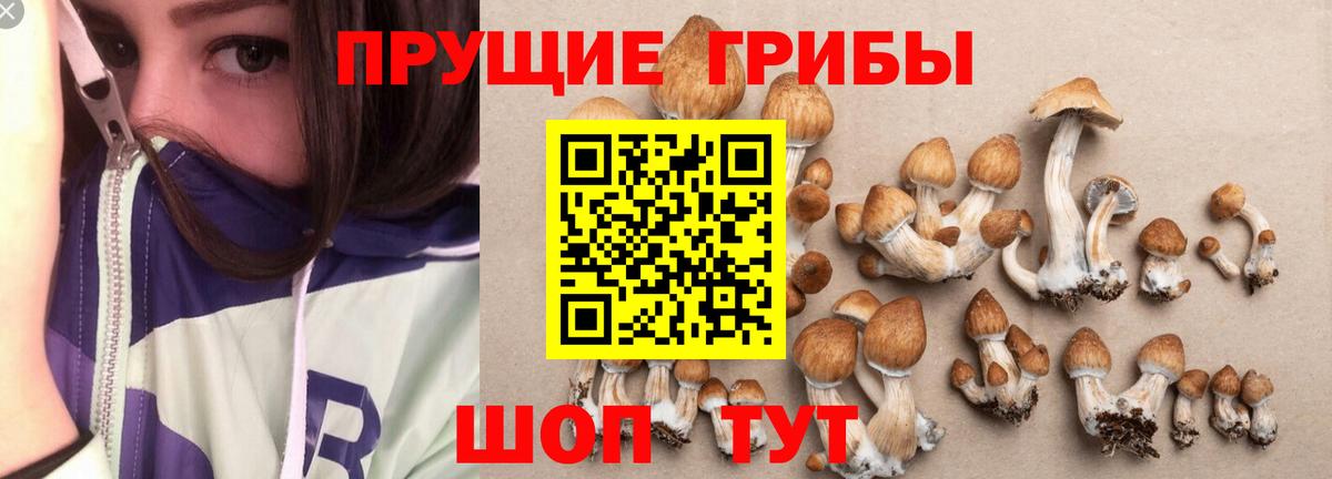 Галлюциногенные грибы Psilocybine cubensis Сланцы
